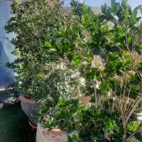 فروش ۷ عدد درخت یاس هلندی ۶ ساله با گلدان سفالی