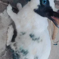 خرگوش خونگی