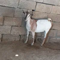 بز بربری آبستن|حیوانات مزرعه|بندرعباس, |دیوار