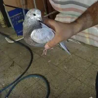 کبوتر سالم سرحال|پرنده|ری, ولی آباد|دیوار