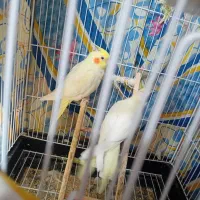 عروس هلندی لوتینو