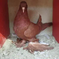 کبوتر|پرنده|مراغه, |دیوار