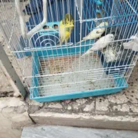دوجفت مرغ عشق باقفس|پرنده|تهران, بهداشت|دیوار