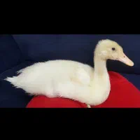 پرنده اردک