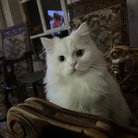 گربه خانگی سفید نژار پرشین