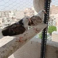 جوجه گرو پرش سنگین