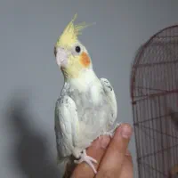 عروس هلندی