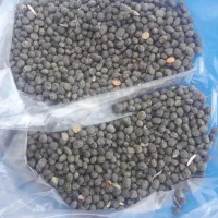قره دنه کروشنه و گوش دنی
