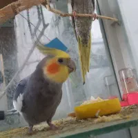 عروس هلندی مفت