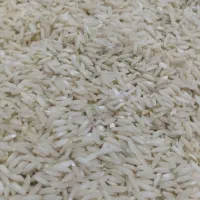 برنج علی کاظمی کشت اول