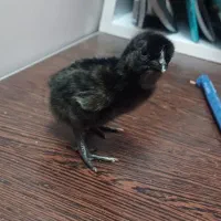 جوجه ایام سمانی