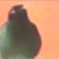 مرغ مینا گمشده