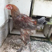 مر غ وخروس برهما   مرغ و خروس محلی