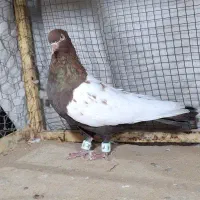 کبوتر سینه‌ای|پرنده|شیراز, شهرک امیر کبیر|دیوار