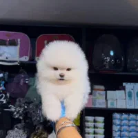 پامرانین سفید برفی بدون ایراد و بدون مشابه