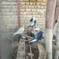 کبوتر|پرنده|صدرا-فارس, فاز ۱|دیوار