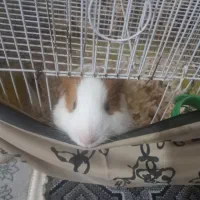 خوکچه همستر