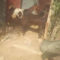 دوعدد بز پاکستانی نرو ماده