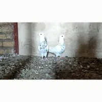 بوقلمون و طوقی|حیوانات مزرعه|لامرد, |دیوار