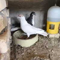 کفتر
