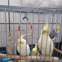 ۲عدد ۳تا جوجه|پرنده|باغستان, |دیوار