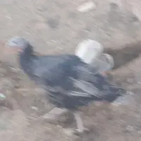 بوقلمون ماده