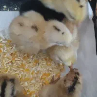 فروش جوجه محلی دوروزه