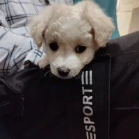 پودل|سگ|کرج, حیدرآباد|دیوار