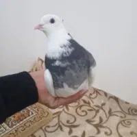 کبوتر طوقی|پرنده|نقده, |دیوار