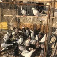 کبوتر تهرانی شهرستانی سرور،کله ماستی،قرمز|پرنده|فردیس, فردیس|دیوار