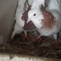 کبوتر طوق،دمسفید