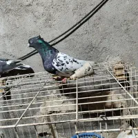 دوتا عدد نر رنگی درجه یک|پرنده|بندر ماهشهر, |دیوار