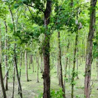 ویلا پلاک یک جنگل اقساط بلند مدت.|فروش خانه و ویلا|تهران, فدک|دیوار