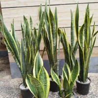 سانسوریا شمشیری ابلغ وگل وگیاه