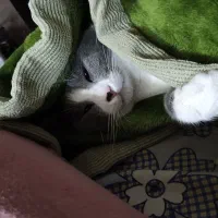 واگذاری رایگان