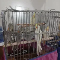 جفت مولد و حرف می‌زنن|پرنده|قم, دورشهر|دیوار