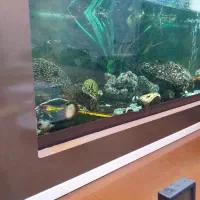 فروش آکواریوم آماده با ماهی و لوازم