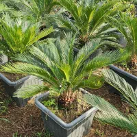 فروش انواع گل سیکاس یوکا یاس هلندی زیتون گلدان|عمدهفروشی|تهران, دهونک|دیوار