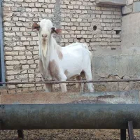 نر بز یا چپیش برای پا بز