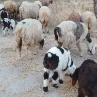 33راس شیشک میش داشتی بره دار و آبستن|حیوانات مزرعه|جره و بالاده, |دیوار