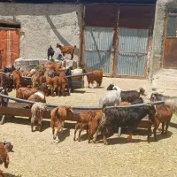 کهره نر و ماده