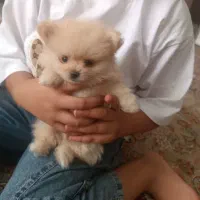 پامرین خرسی