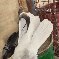 پرنده|پرنده|اهواز, منازل سپاه|دیوار