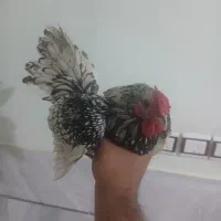 خروس سیلور سبرایت
