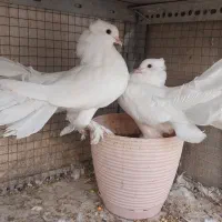 یک جفت کبوتر دم چتری پرپا کاکلی گردن لرزون|پرنده|مشهد, سرافرازان|دیوار