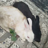 فروش خرگوش