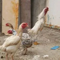 کوشامو