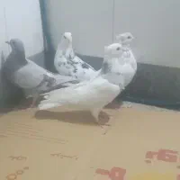 کبوتر پرشی|پرنده|قم, ولیعصر|دیوار