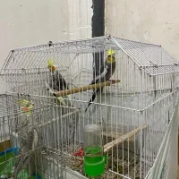 تعدادی عروس هلندی نر و ماده|پرنده|رشت, نخودچر|دیوار