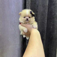 پامر فینگیلی پودل فرفری و شیتزو پنبه ای|سگ|فردیس, فردیس|دیوار